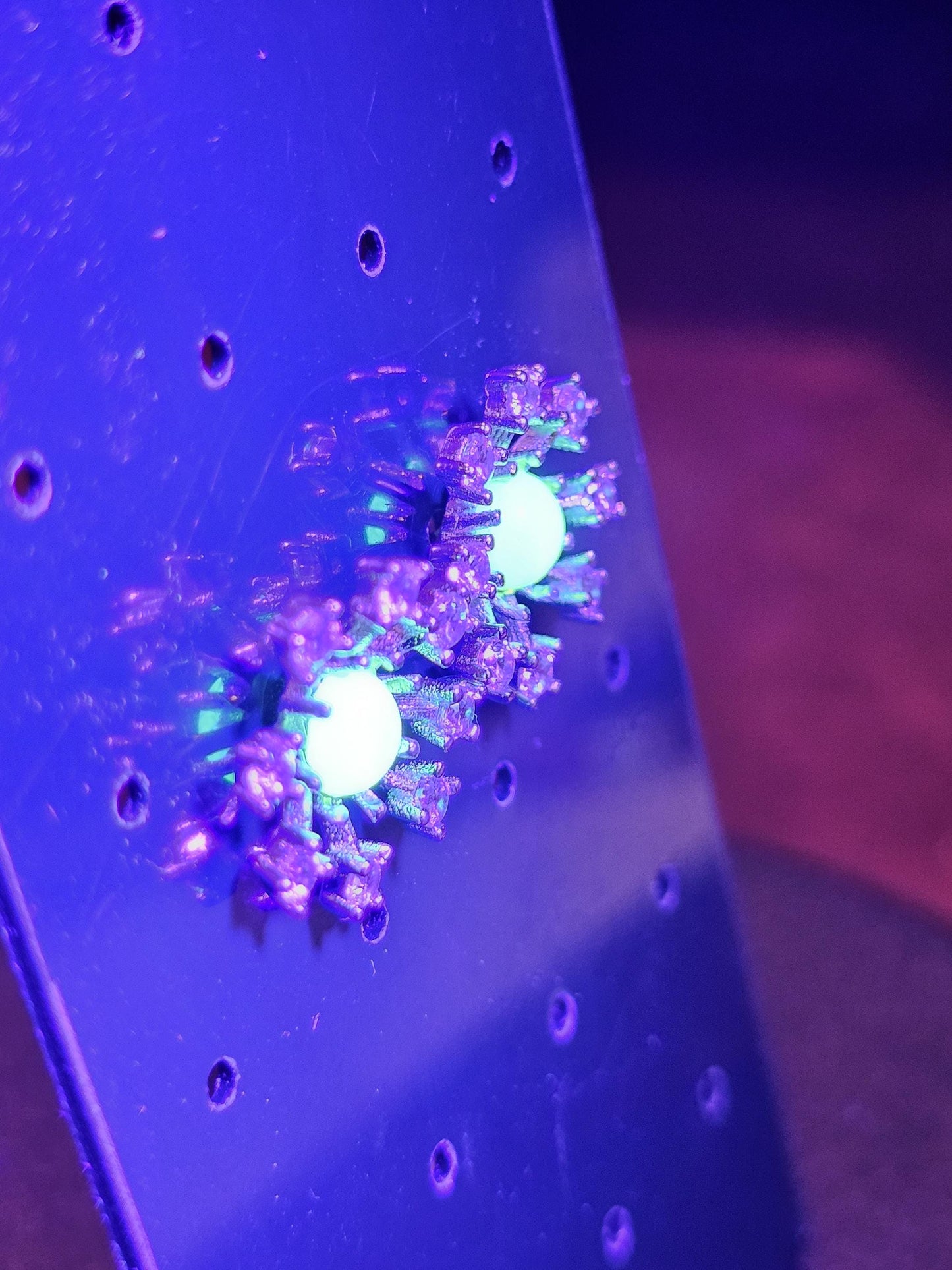 Boucles d'oreilles en verre d'uranium de style flocon de neige en argent sterling neuf avec des pierres en verre d'uranium de taille ronde vintage qui brillent sous la lumière noire/UV